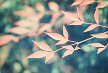 法國法令2019-1007協(xié)調(diào)與某些非食品產(chǎn)品安全有關(guān)的監(jiān)管規(guī)定